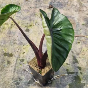 colocasia-hilo-bay-3