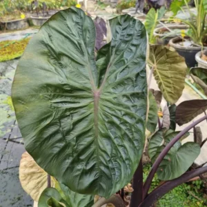 colocasia-hilo-bay