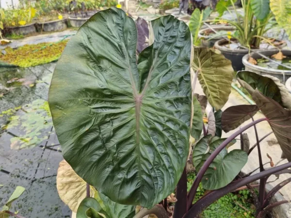 colocasia-hilo-bay