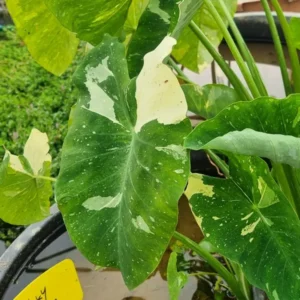 colocasia-milky-way-2
