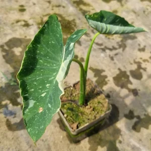 colocasia-milky-way-3