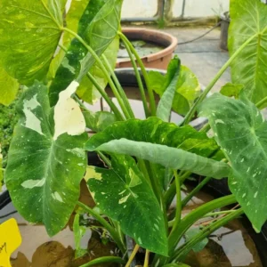 Colocasia esculenta 'Milky Way' o 'Elepaio'