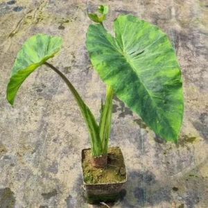 colocasia-morning-dew-3