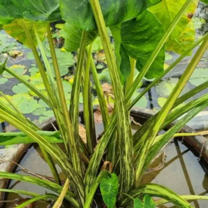 Colocasia esculenta 'Morning Dew'
