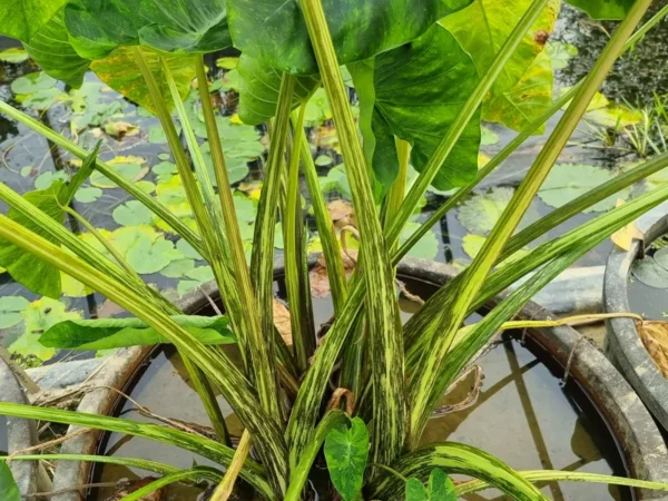 colocasia-morning-dew