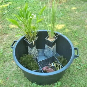 set bonsai pond