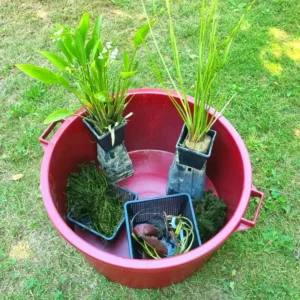 set bonsai pond vinaccia