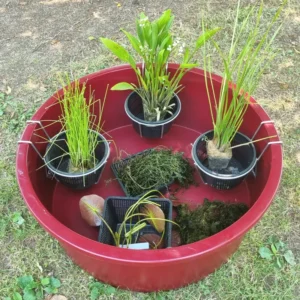 set mini pond vinaccia