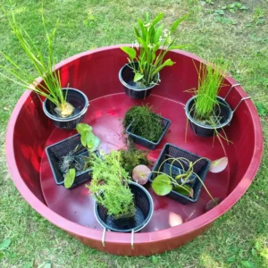 set mini pond xl vinaccia