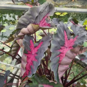 Colocasia esculenta 'Black Lava'