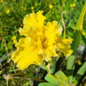 Iris louisiana Betty Ann