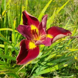 Iris louisiana Prof Neil