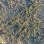 Piante ossigenanti