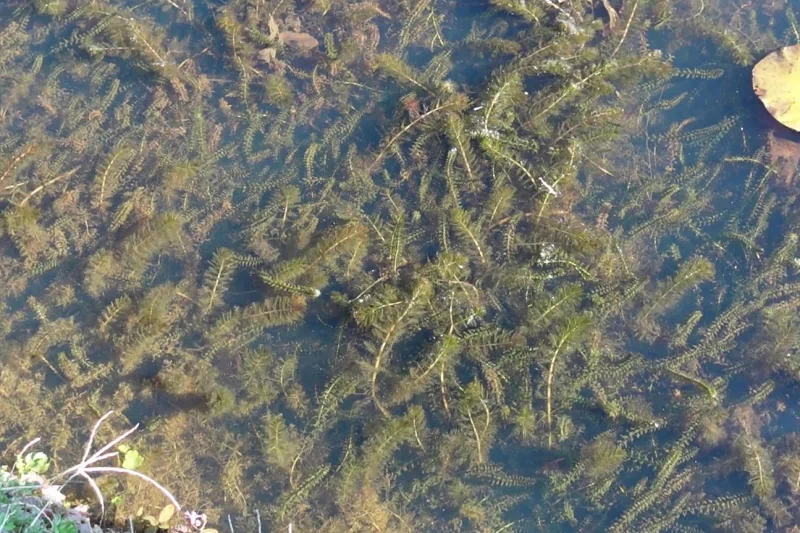Piante ossigenanti