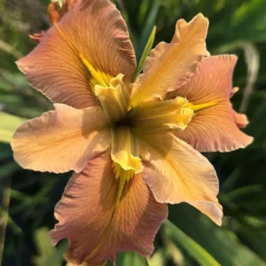 Iris louisiana Honey Galore