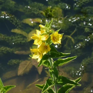 Lysimachia punctata