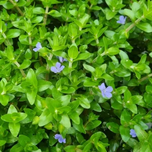 Bacopa caroliniana