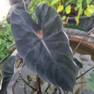 Colocasia esculenta 'Black Dragon'