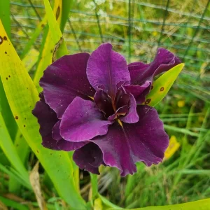 Iris louisiana 'Dark Dude'