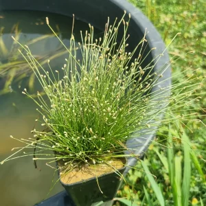 Isolepis cernua (Pianta fibra ottica)