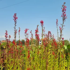 Lobelia cardinalis (Fiore cardinale)