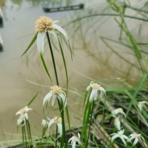 Rhynchospora colorata (Erba stella)