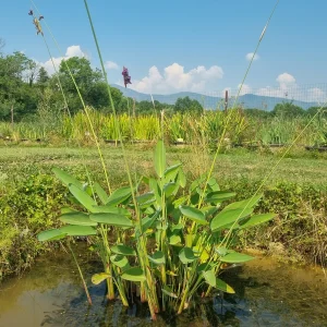 Thalia dealbata 'Dwarf' (Thalia nana)