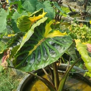 Colocasia esculenta 'Tossakan'