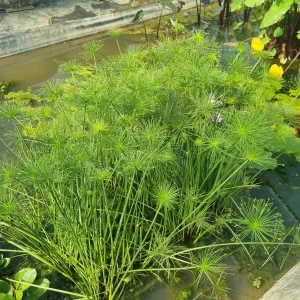 Cyperus isocladus (Papiro nano)