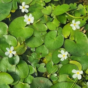 Nymphoides aquatica (Pianta banana)